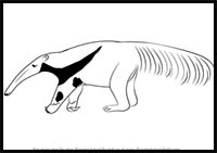 How to Draw a Giant Anteater