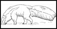 How to Draw an Anteater