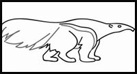 How to Draw an Anteater