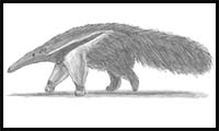 How to Draw an Anteater