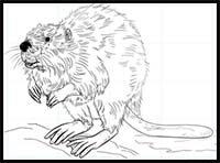 How to Draw a Beaver