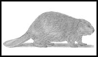 How to Draw a Beaver