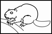 How to Draw a Beaver