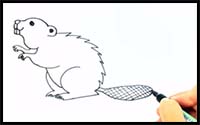 How to Draw a Beaver for Kids