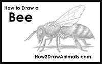 How to Draw a Bee