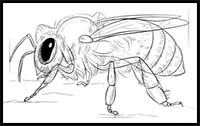 How to Draw a Honey Bee