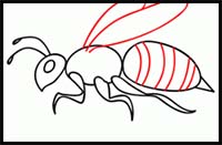 How to Draw a Bee