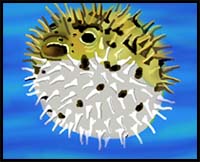 How to Draw a Puffer Fish