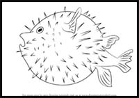How to Draw a Pufferfish