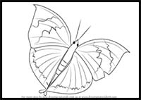 How to Draw an Orange Oakleaf Butterfly