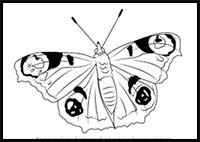 How to Draw a Peacock Butterfly
