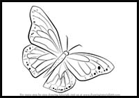 How to Draw a Monarch Butterfly