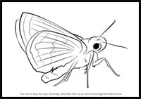 How to Draw a Leonard's Skipper