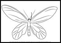 How to Draw a Birdwing Butterfly