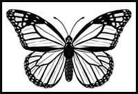How to Draw a Butterfly Step by Step