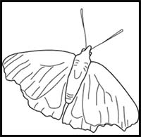 How to Draw a Peacock Butterfly