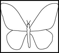 How to Draw a Birdwing Butterfly