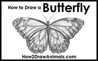 How to Draw a Butterfly