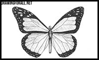 How to Draw a Butterfly