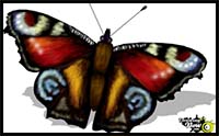 How to Draw a Peacock Butterfly