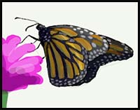 How to Draw a Monarch Butterfly