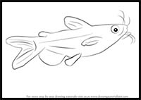 How to Draw a Catfish