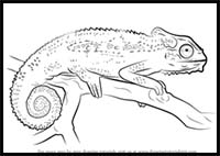 How to Draw a Cape Dwarf Chameleon