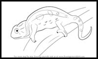 How to Draw a Chameleon