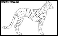 How to Draw a Cheetah
