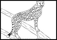 How to Draw a Cheetah