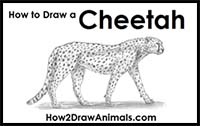 How to Draw a Cheetah