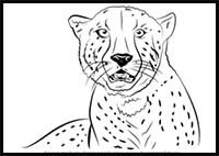 How to Draw a Cheetah's Face