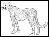 How to Draw a Cheetah