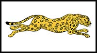 How to Draw a Cheetah