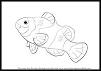 How to Draw a Clownfish