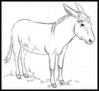 How to Draw a Donkey