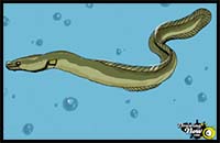 How to Draw an Eel