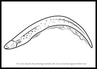 How to Draw an Electric Eel