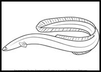 How to Draw an American Eel