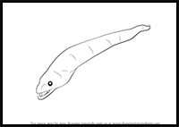 How to Draw an Eel