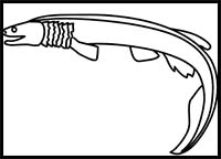 How to Draw a Frilled Shark