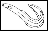 How to Draw an American Eel
