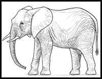 How to Draw an Elephant Step by Step