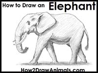 How to Draw an African Elephant
