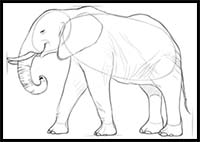 How to Draw an African Elephant