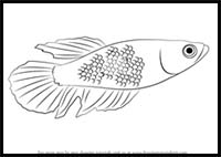 How to Draw a Betta