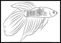 How to Draw a Siamese Fighting Fish