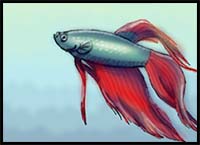 How to Draw a Betta Fish