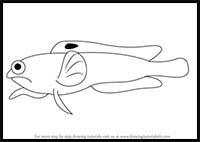 How to Draw a Jawfish