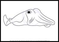 How to Draw a Cuttlefish